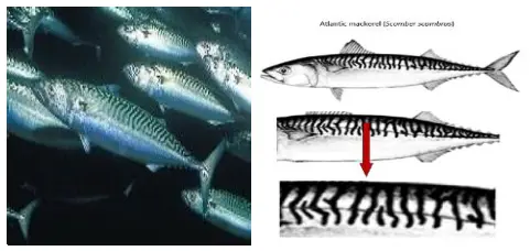 MACKEREL (SCOMBER SCOMBRUS, SCOMBER AUSTRALASICUS)