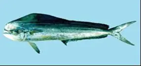CÁ NỤC HEO CỜ (CORYPHAENA HIPPURUS)