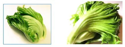 CẢI BẸ XANH (CHINESE MUSTARD)