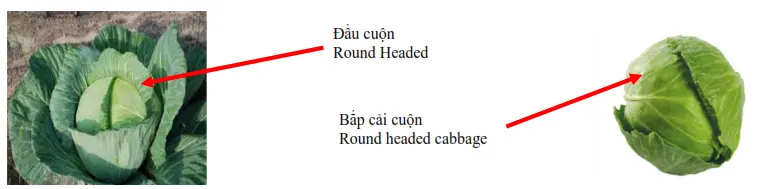 CẢI BẸ XANH (CHINESE MUSTARD)