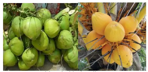 Hình 2. Cấu tạo quả dừa (Picture 2. Structure of coconut)