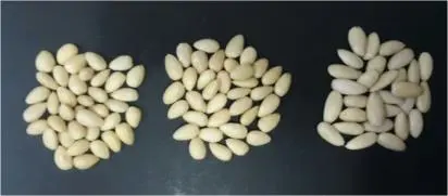 QUẢ HẠNH NHÂN ĐÃ CHẦN