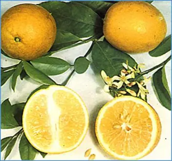 QUẢ CHANH VÀNG (LEMON) (CITRUS LIMON, CITRUS LIMONUM)