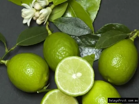 QUẢ CHANH XANH (CHANH TA CITRUS AURANTIFOLIA, CHANH KHÔNG HẠT CITRUS LATIFOLIA)