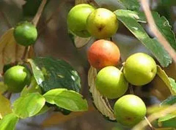 Hình minh họa SEN