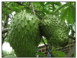 Hình minh họa SEN