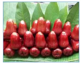 Hình minh họa SEN