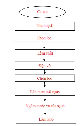 HẠT CA CAO ĐÃ LÊN MEN