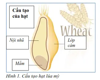 WHEAT BRAN AND POLLARD