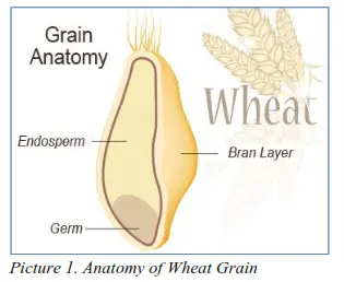 Picture 2. Wheat bran, in container Hình 2. Cám lúa mì, đóng gói